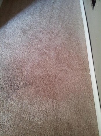 After Carpet Stain Removal in Greensboro, NC
