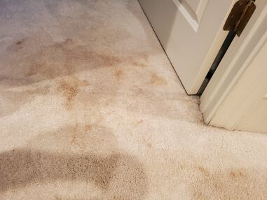 Before & After Carpet Cleaning in High Point, NC (2)