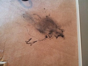 Before Carpet Stain Removal in Greensboro, NC
